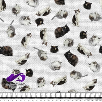 Chat - Mademoiselle sur Texture Blanche