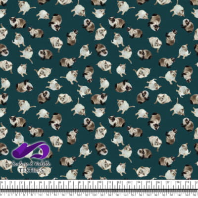 Chat siamois - Sarcelle