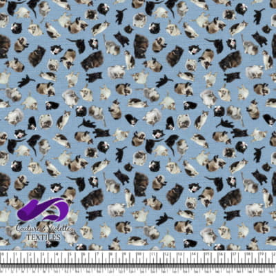 Chat - Chaterie sur Texture Blanche